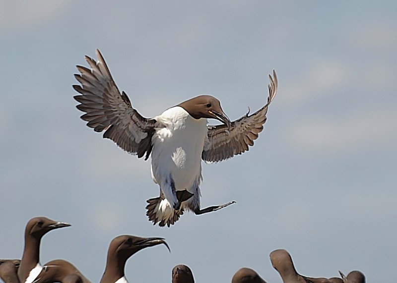 7 - Guillemot