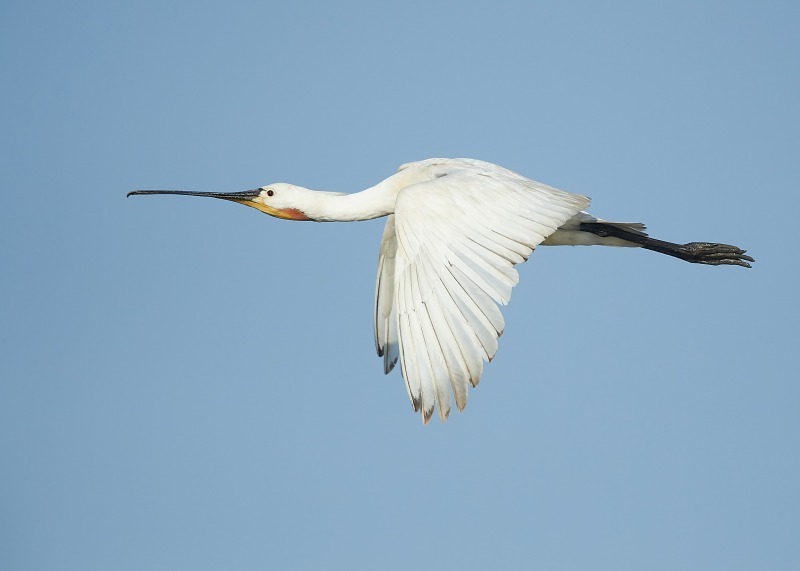 1 - Spoonbill