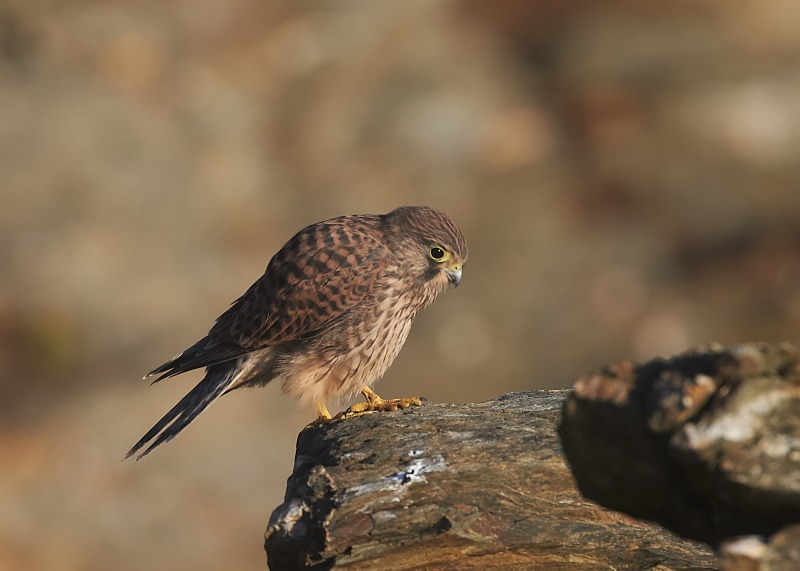 57 - Kestrel