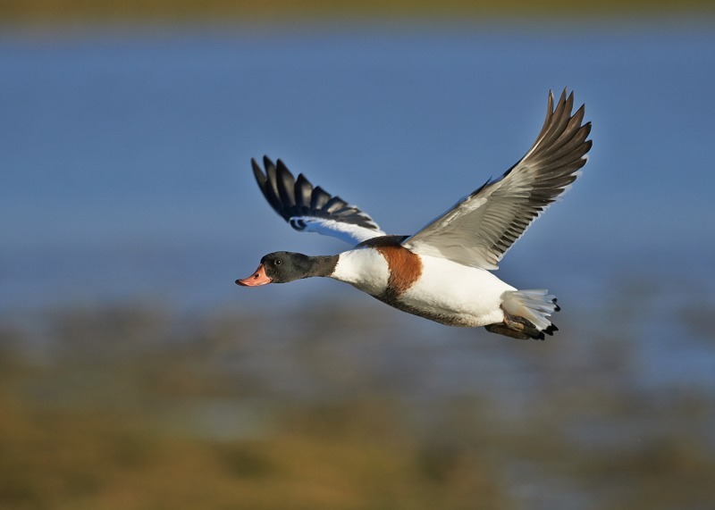 3 - Shelduck