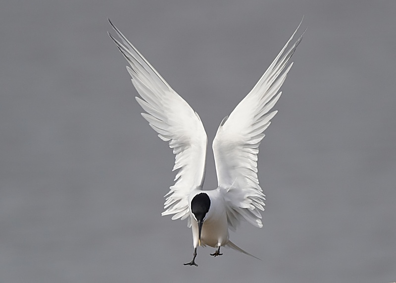 9 - Sandwich Tern