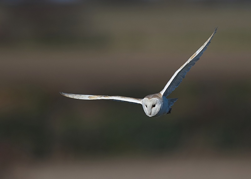 23 - Barn Owl