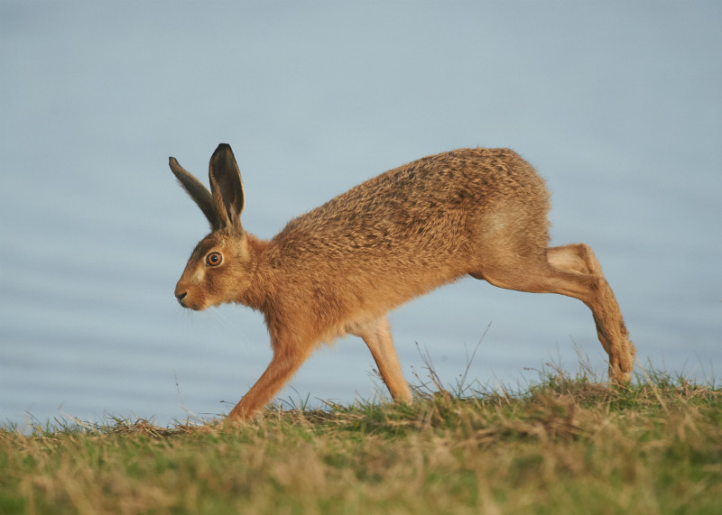 2 - Brown Hare