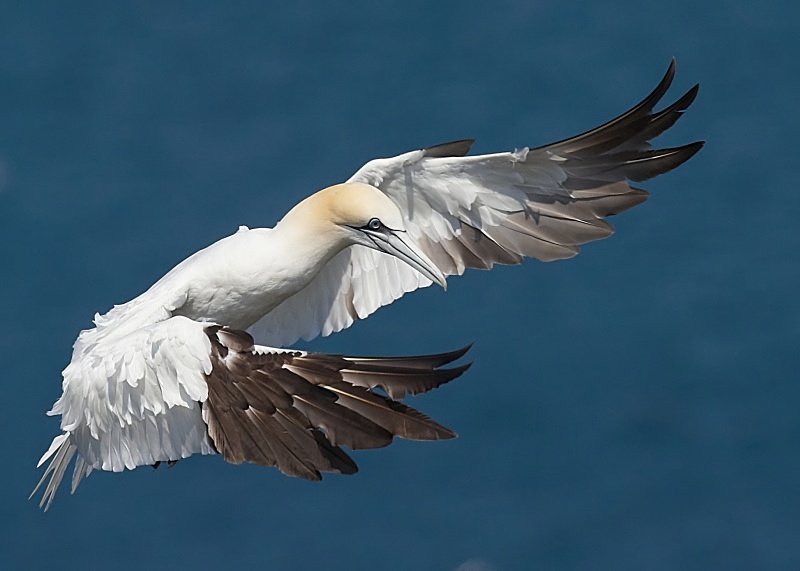 15 - Gannet