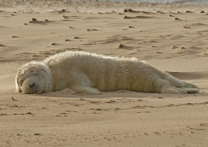 41 - Grey Seal