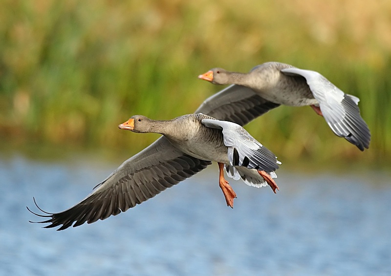 16 - Greylag Goose