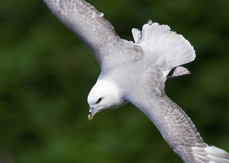 4 - Fulmar