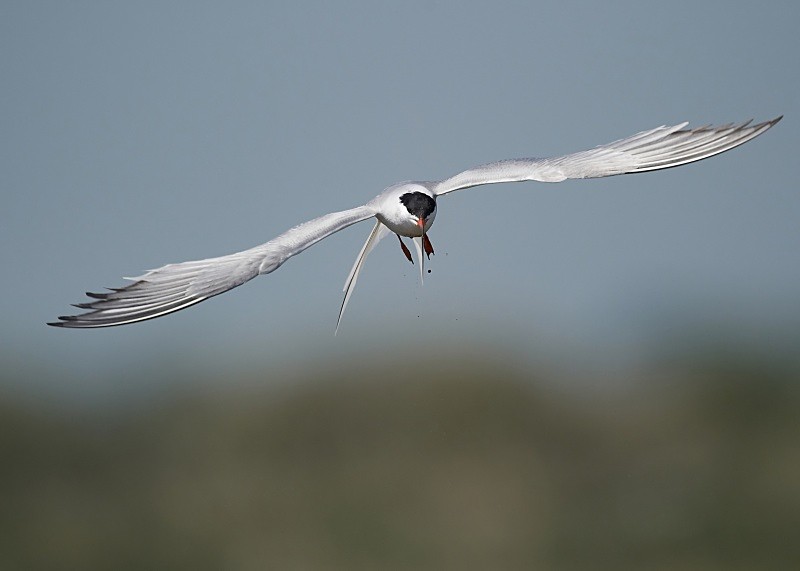 21 - Common Tern