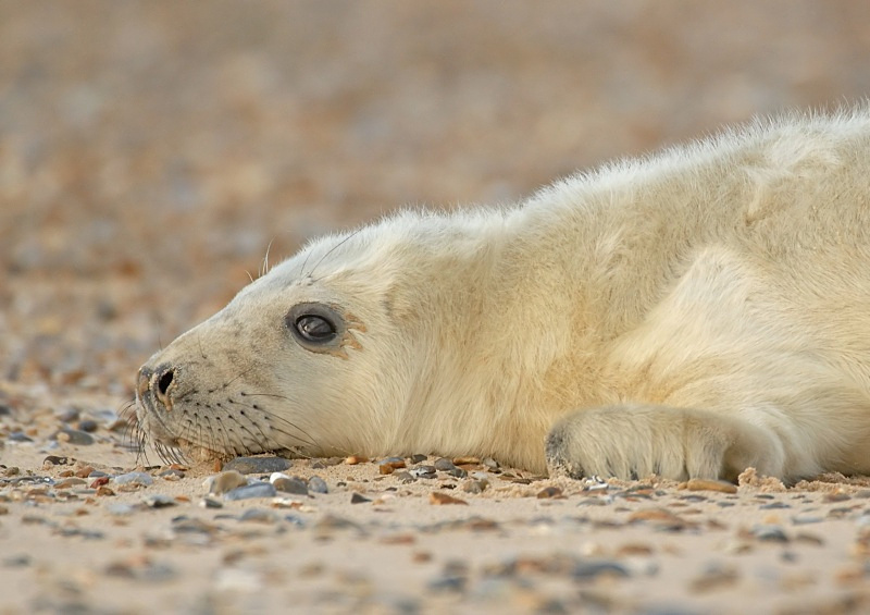 29 - Grey Seal