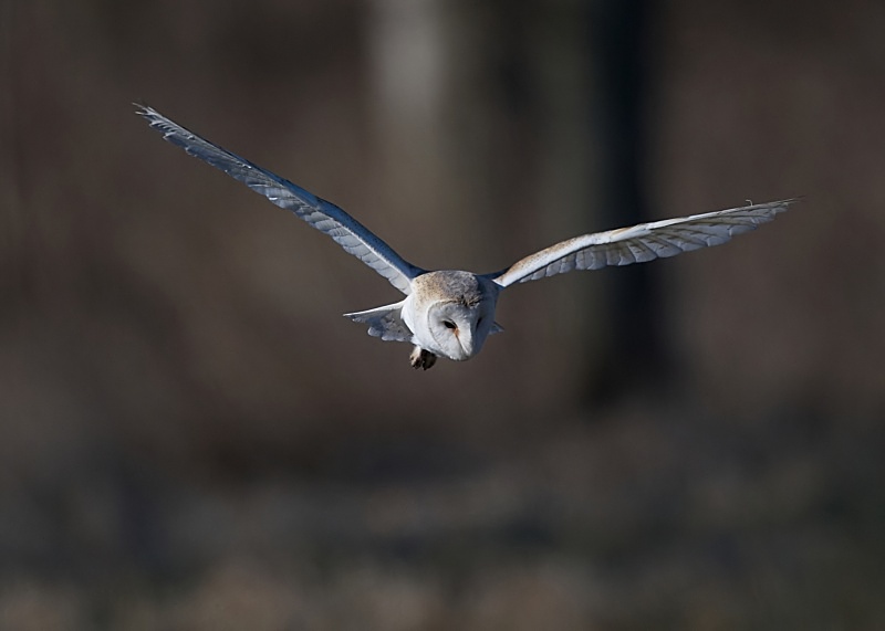 35 - Barn Owl