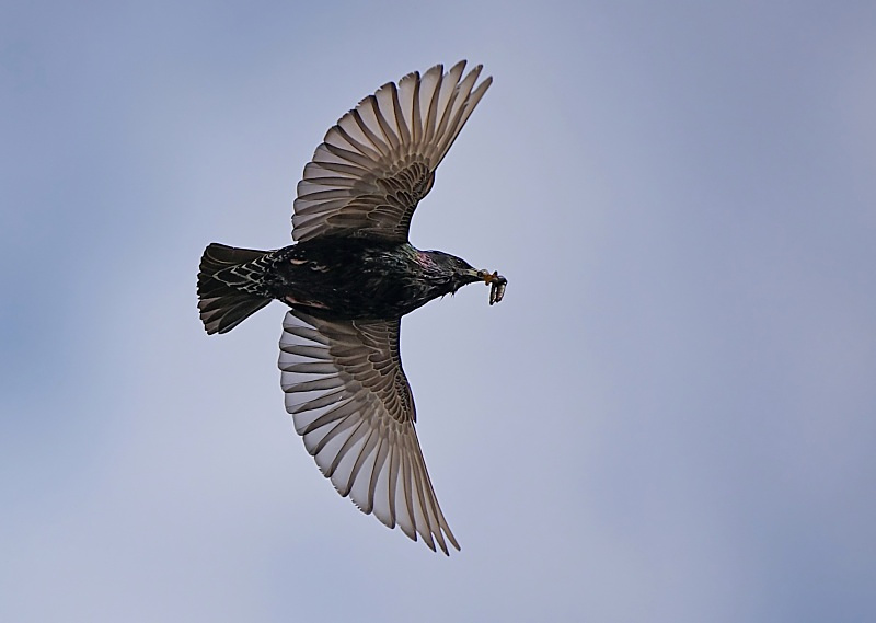 10 - Starling