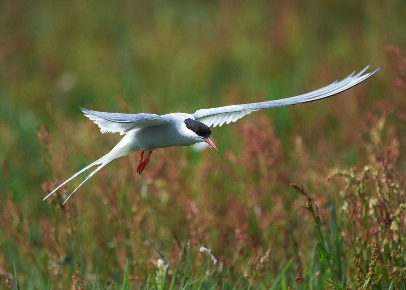 5 - Arctic Tern
