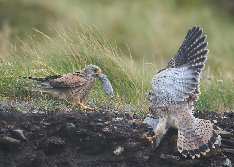 31 - Kestrel