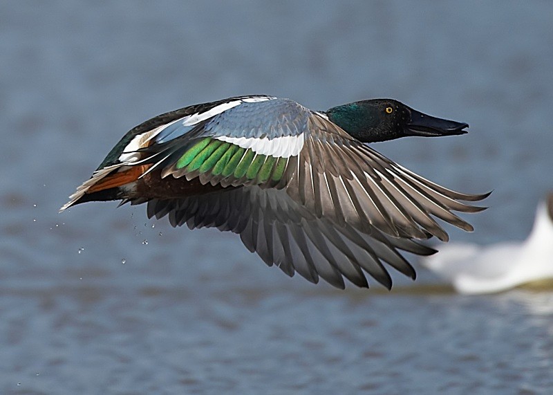 13 - Shoveler