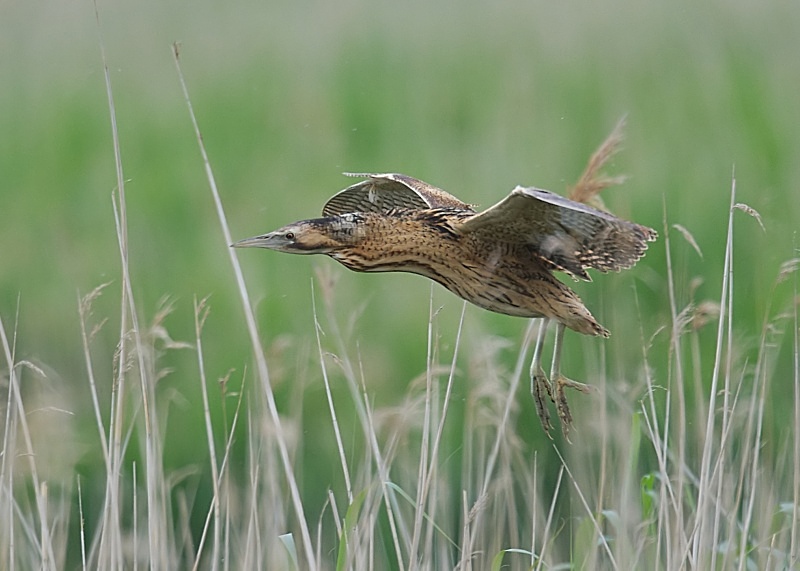 5 - Bittern