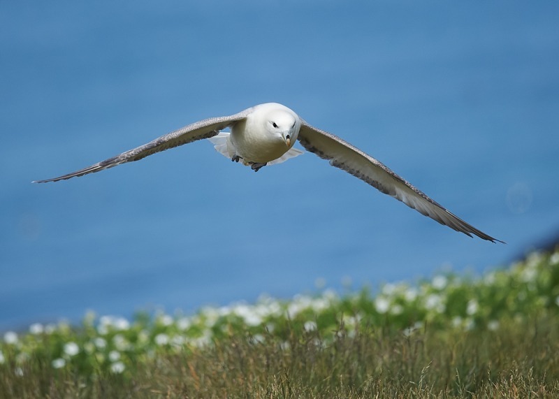 17 - Fulmar