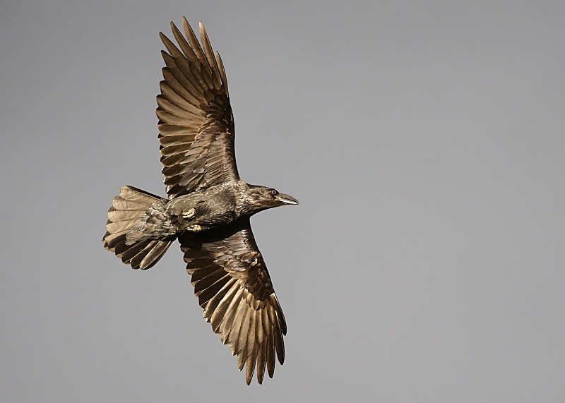 7 - Raven