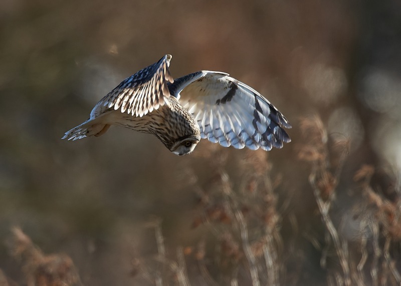 16 - Short-eared Owl