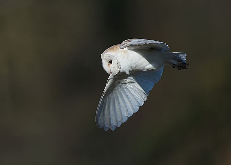 18 - Barn Owl