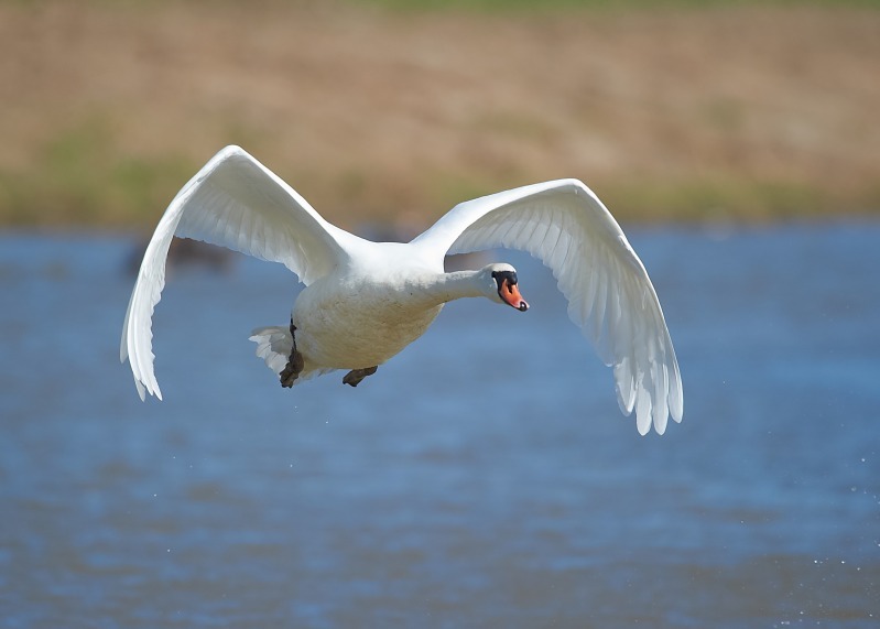 2 - Mute Swan
