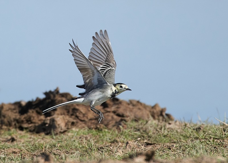 8 - Pied Wagtail