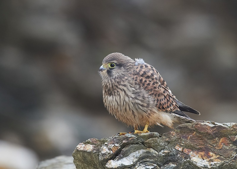 45 - Kestrel