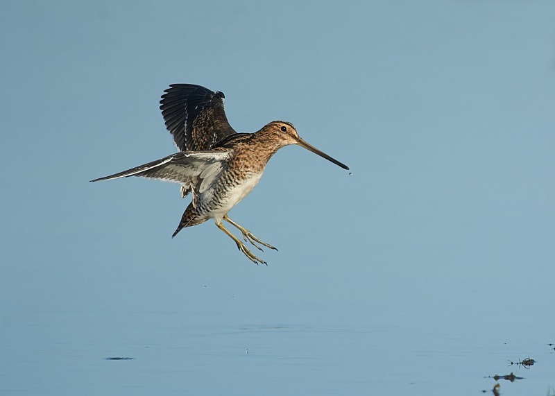 6 - Snipe