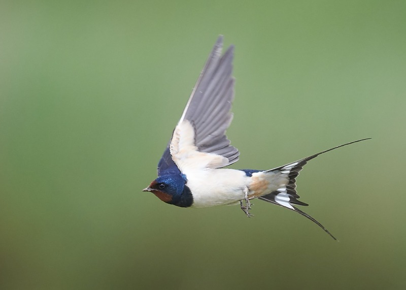 2 - Swallow