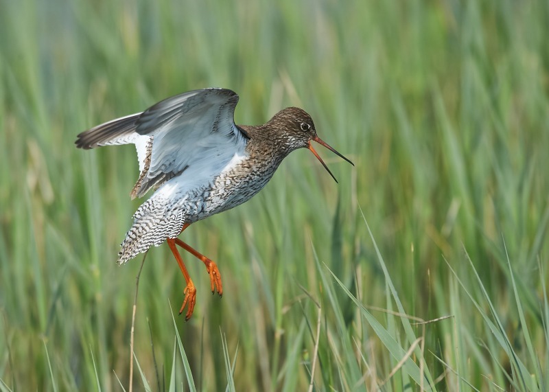 4 - Redshank