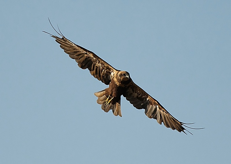 18 - Marsh Harrier