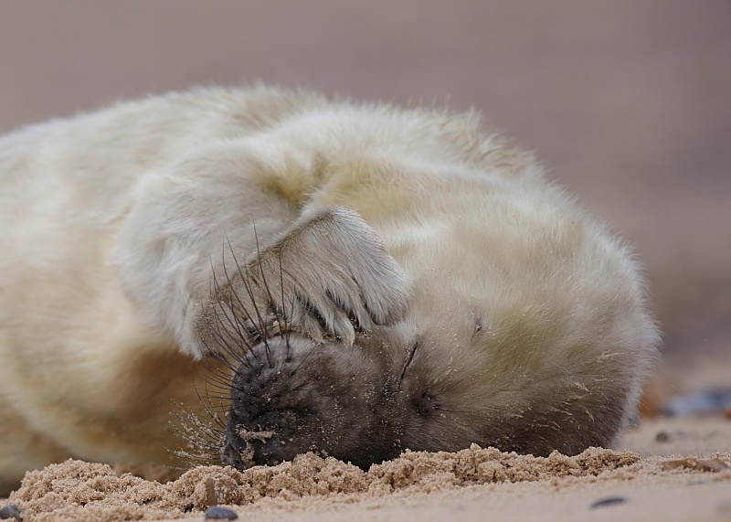 11 - Grey Seal
