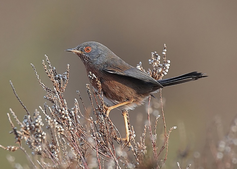 5 - Dartford Warbler