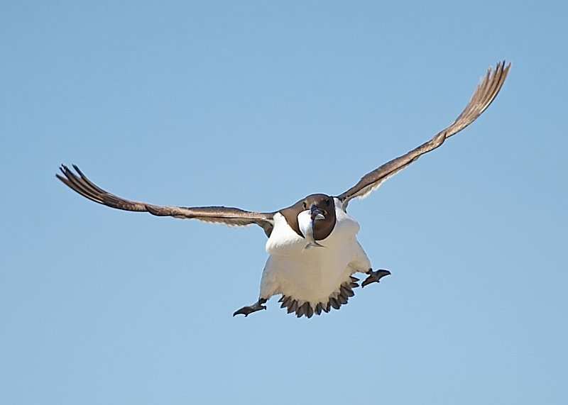 17 - Guillemot