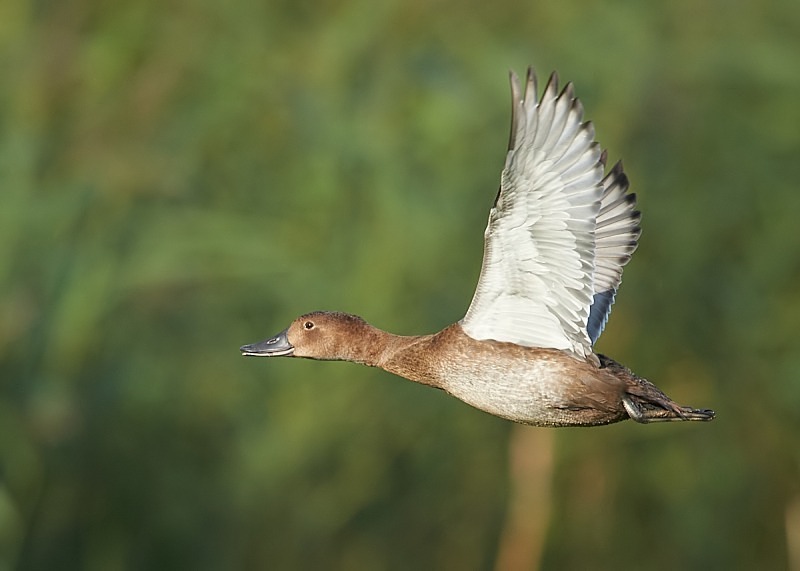1 - Pochard