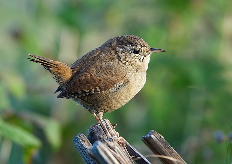1 - Wren
