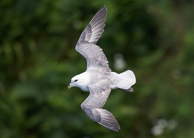 6 - Fulmar