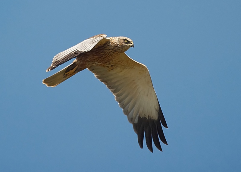 16 - Marsh Harrier