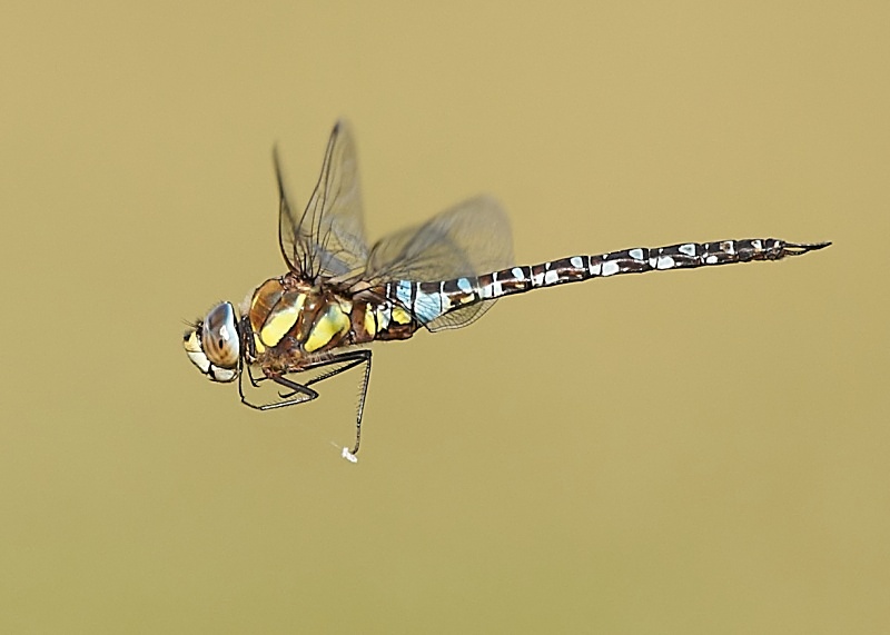 8 - Migrant Hawker Dragonfly