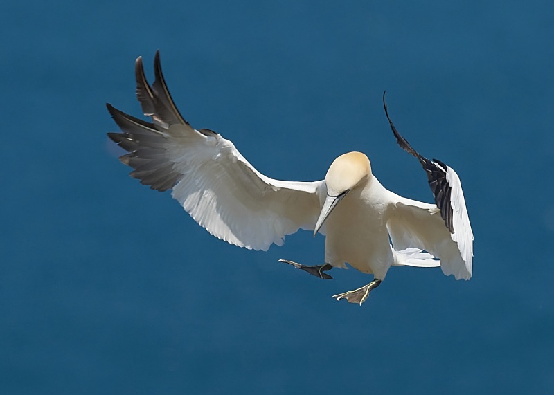 21 - Gannet