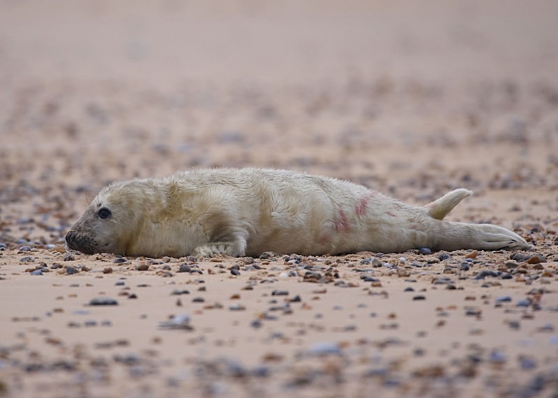 15 - Grey Seal