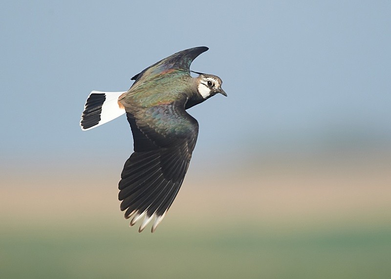 7 - Lapwing