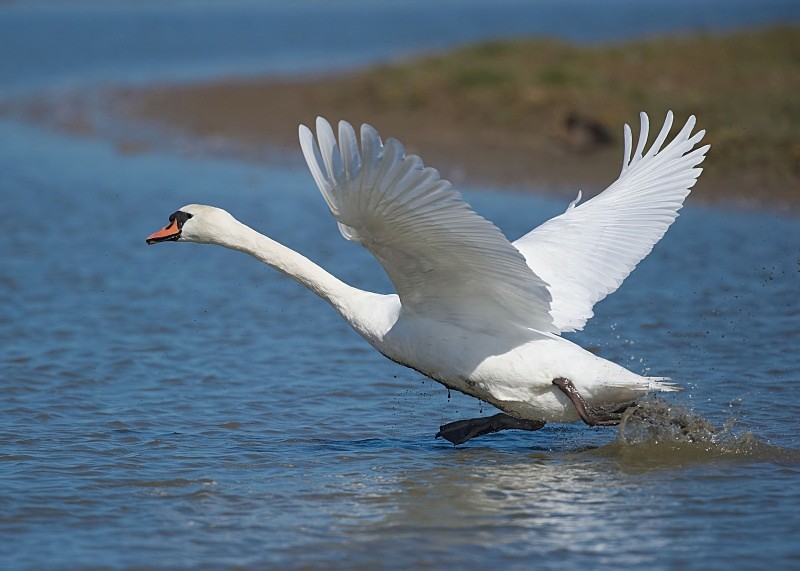 3 - Mute Swan