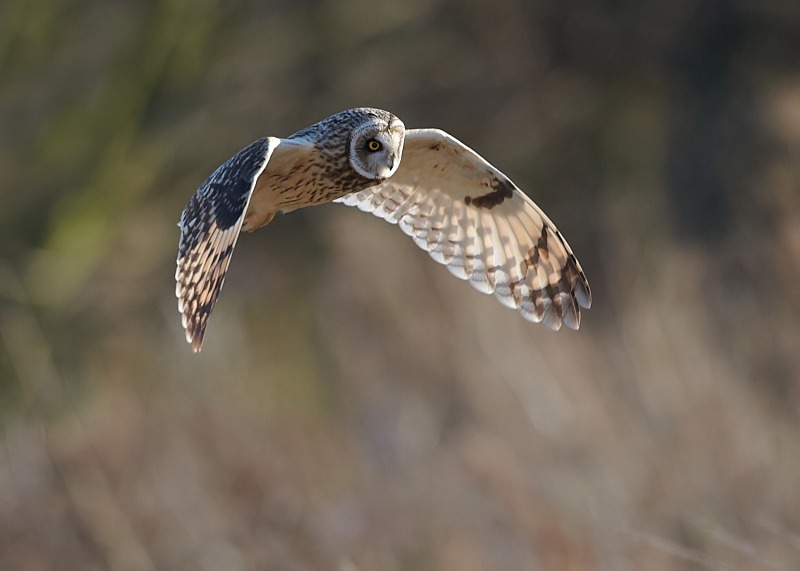11 - Short-eared Owl
