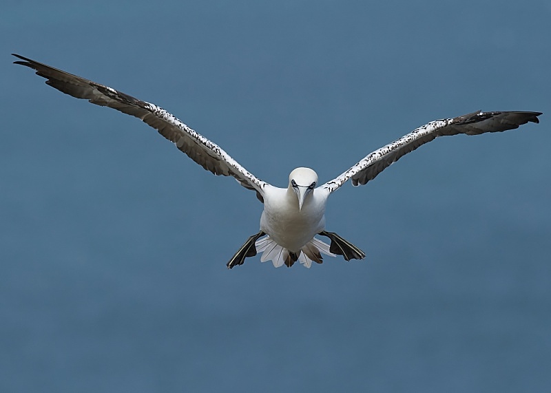12 - Gannet