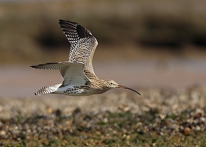 5 - Curlew
