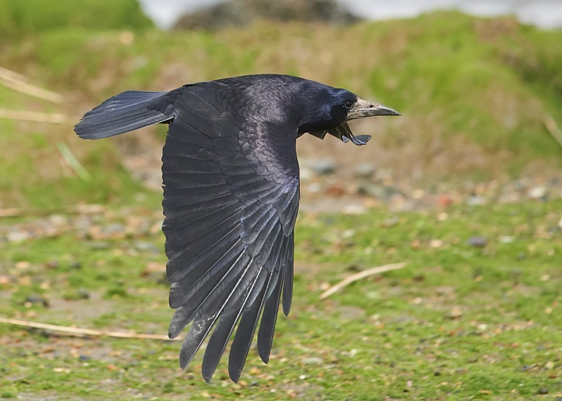 5 - Rook