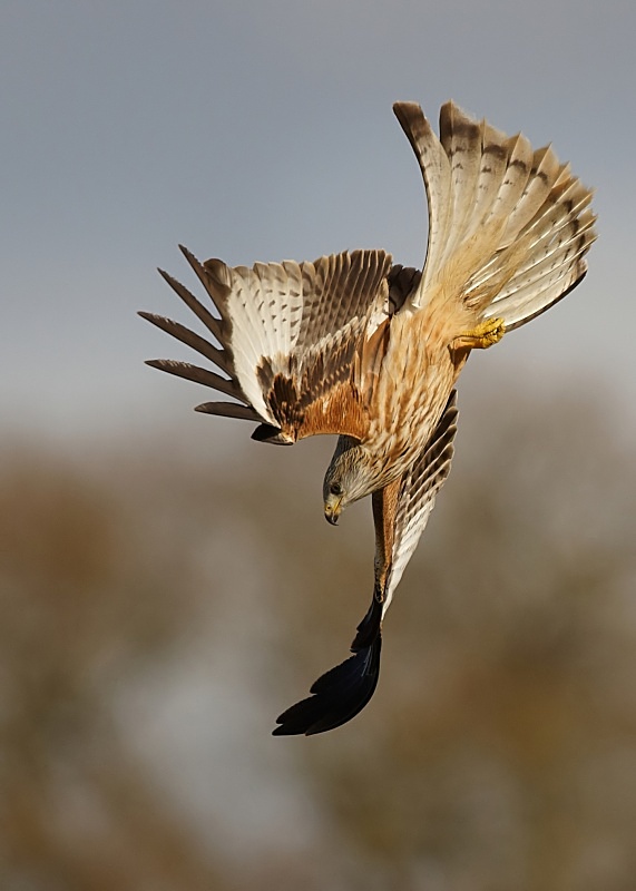 10 - Red Kite