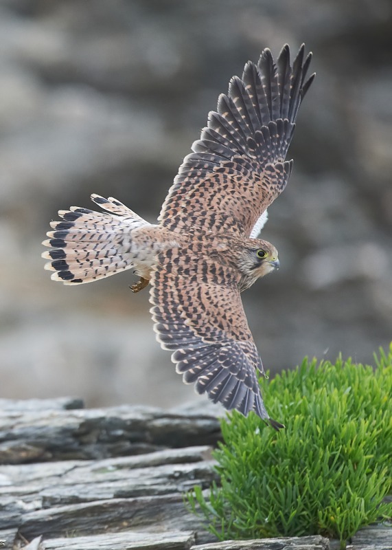 10 - Kestrel