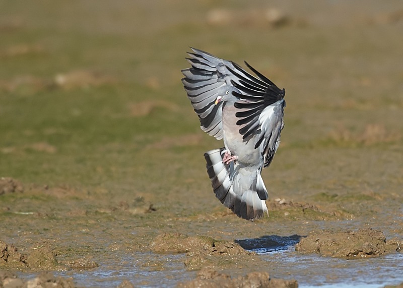7 - Woodpigeon