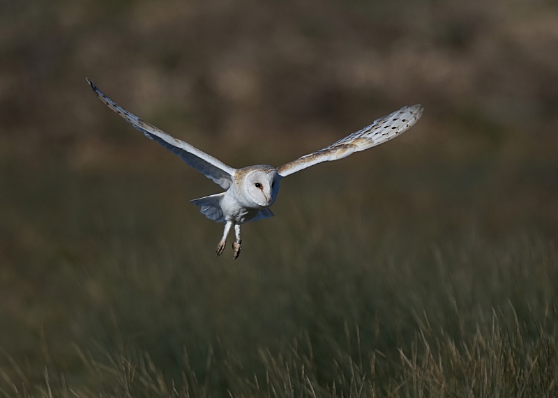 59 - Barn Owl